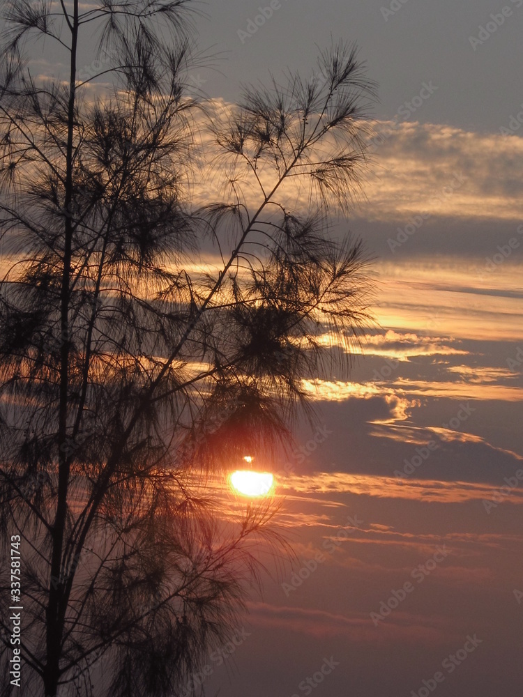 Obraz premium shillouette tree when sunrise