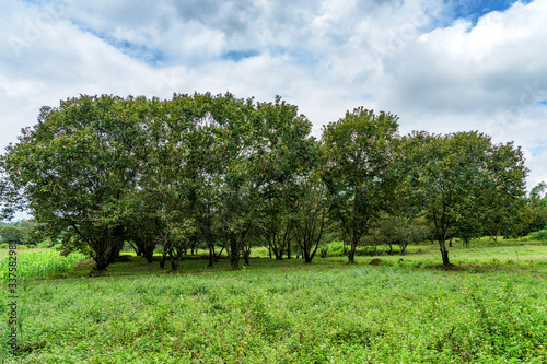 Chestnut tree heritage and Chestnut garden at Trung Khanh town, Cao Bang, Vie...