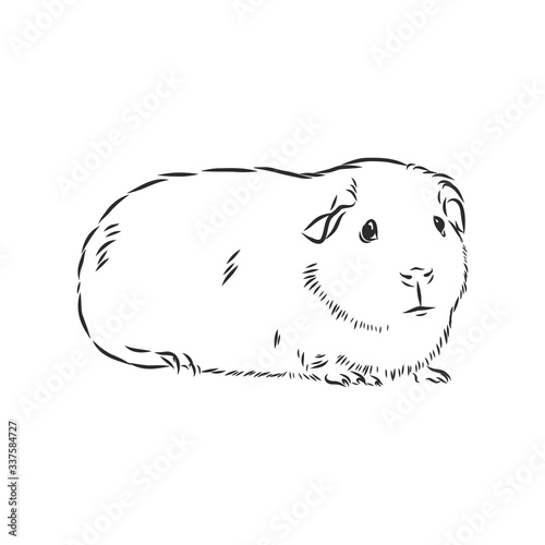 cute Guinea pig, pet, vector sketch illustration