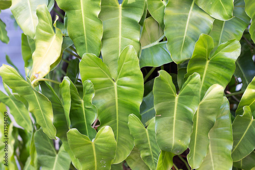 green leaves background