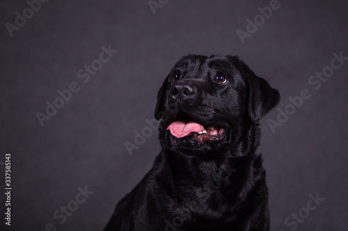 Portrait of a cute labrador in the studio. © Foto_Sasha