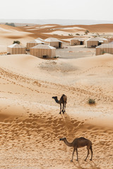 Keuken achterwand Beige Kamelen bij glampingkamp Sahara Marokko  © Oleg Breslavtsev
