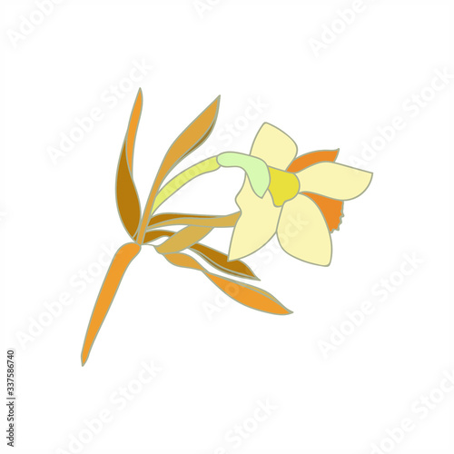 Flower -daffodil.Vector image.Illustration on white and color background.
