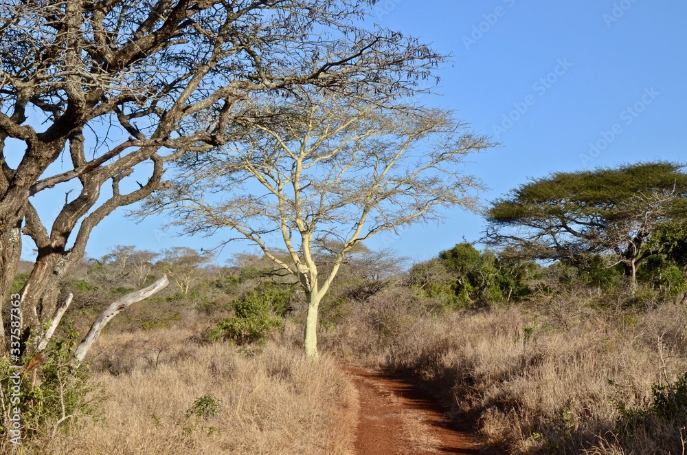 A road through a wildlife park in Zululand showing typical winer terrain A road through a wildlife park in Zululand showing typical winer terrain