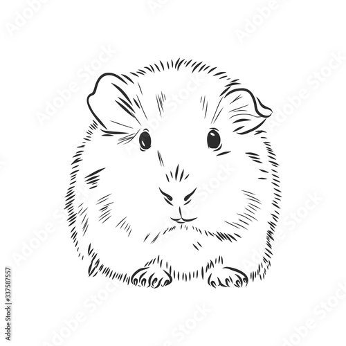 cute Guinea pig, pet, vector sketch illustration