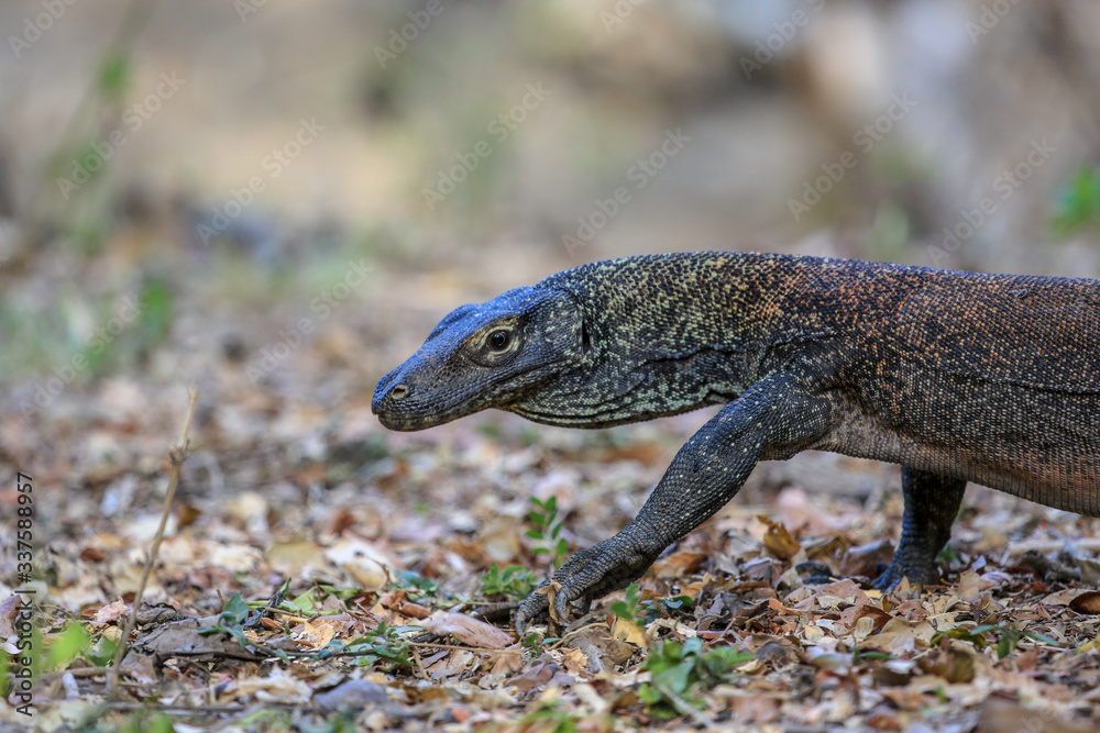 Wildlife shot of a Komodo Dragon