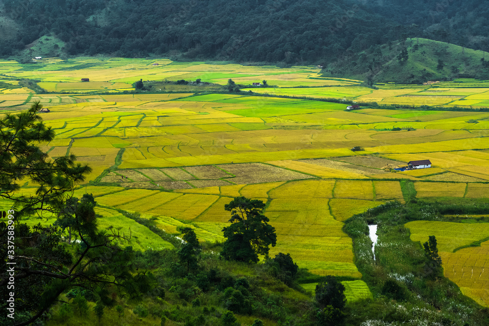 Obraz premium paddy fields in khasi and jaintia Hills of Meghalaya