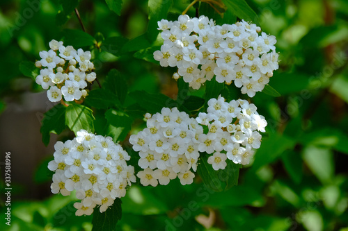 white flower in garden