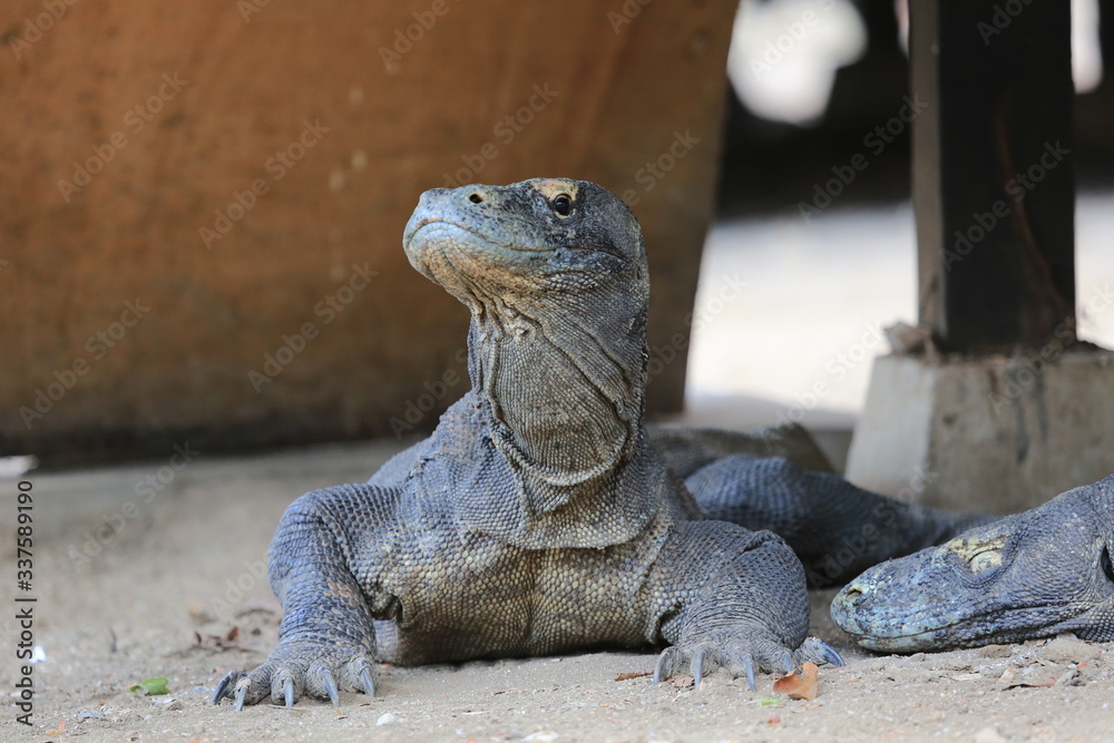 Wildlife shot of a Komodo Dragon Wildlife shot of a Komodo Dragon