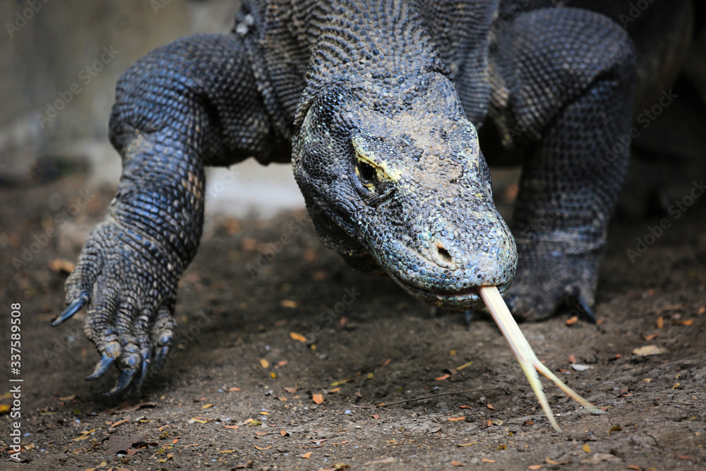 Obraz premium Wildlife shot of a Komodo Dragon