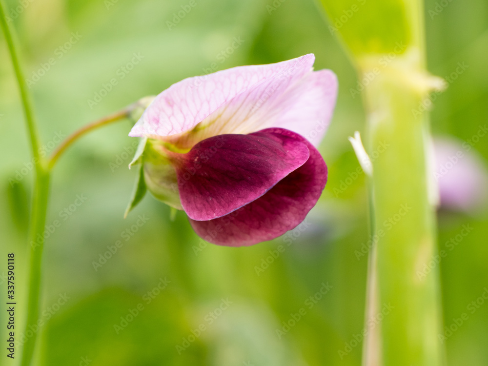 Magenta and pink pea flower in a green field. Soft focus background.