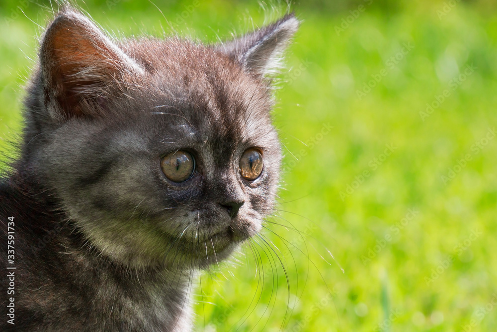 Brown British Shorthair kitten in a meadow in the grass
