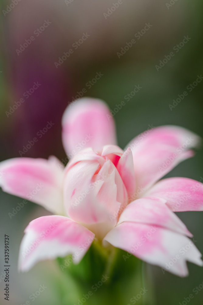 Abstrakte Blumen-Makrofotografie