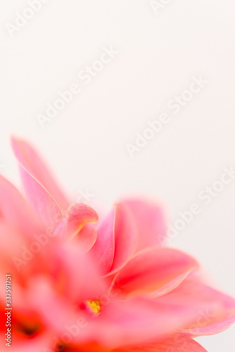 Fototapeta Naklejka Na Ścianę i Meble -  Abstrakte Blumen-Makrofotografie