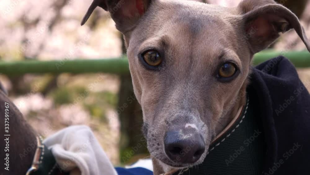 犬 イタリアングレイハウンド 接写 4K / Closeup of Italian Greyhound Dog. 犬 イタリアングレイハウンド 接写 4K / Closeup of Italian Greyhound Dog.