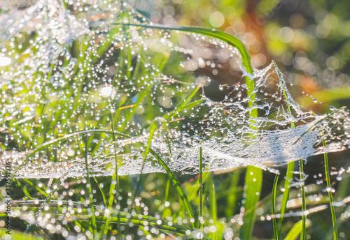 green grass covered with cobweb rose on the sky background