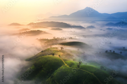 Aerial view of Long Coc tea hill, green landscape background, green leaf. Tan Son, Phu Tho, Viet Nam photo