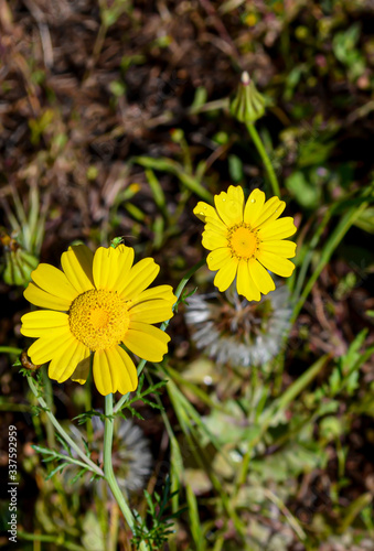 Marguerite yellow Flowers