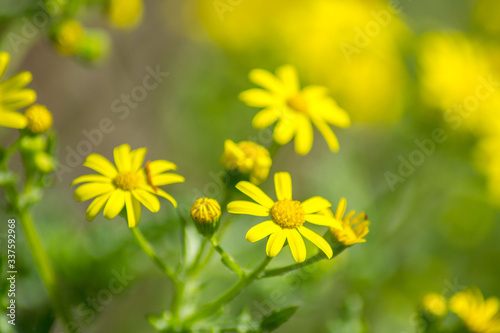 Beautiful yellow blooming Dahlberg daisy, uncultivated wild flowers in the garden, plant outdoors, daisies close-up, meadow