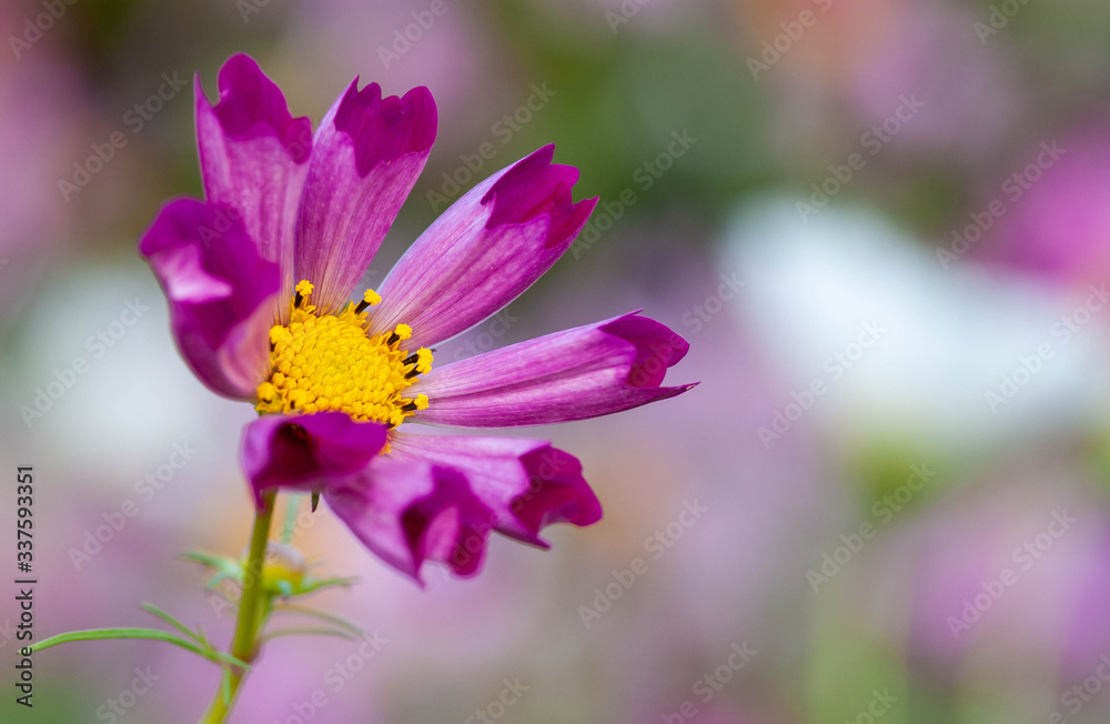 お花畑に咲いているピンク色のコスモス