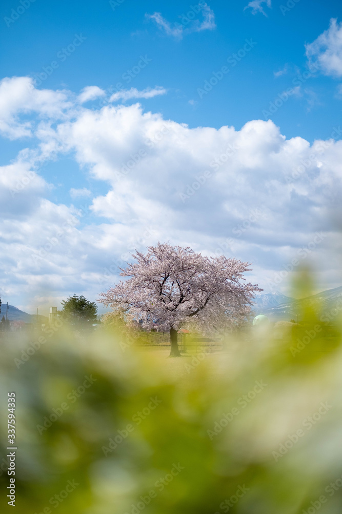春の風景