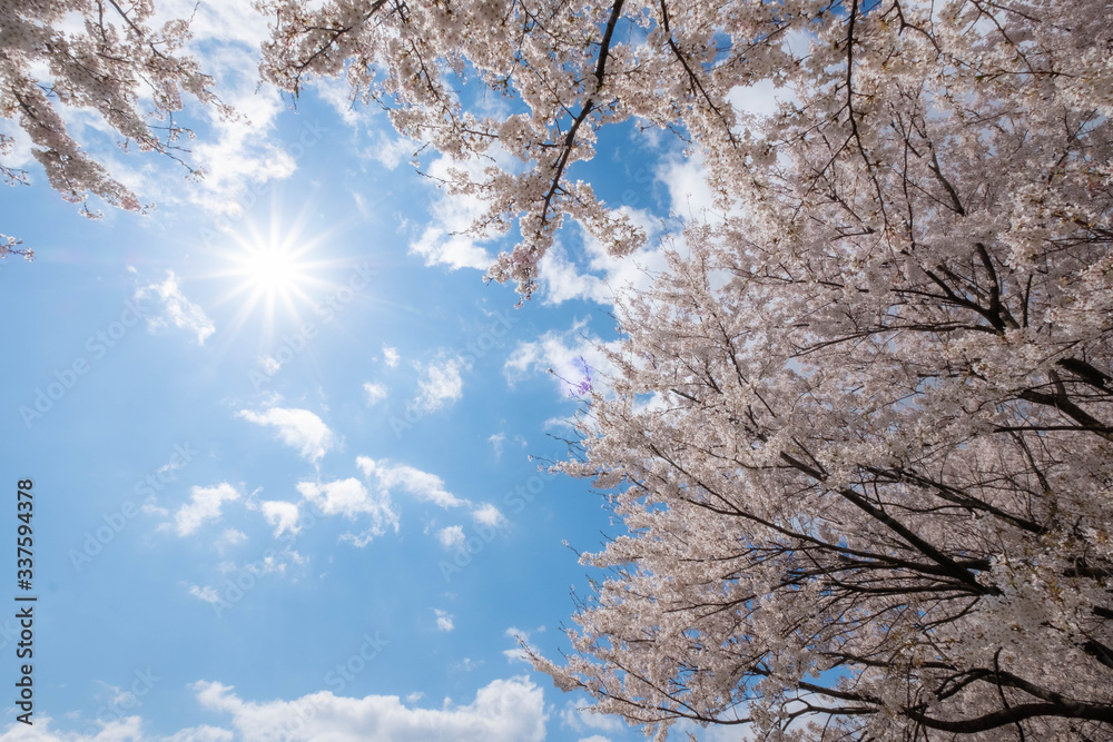 青空と桜