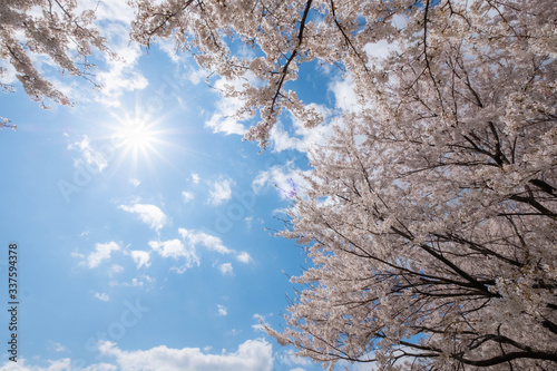 Obraz na płótnie 青空と桜 w salonie