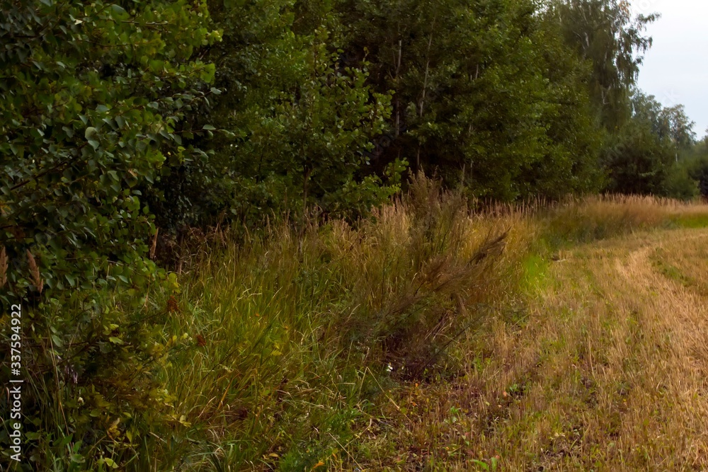 Road along the trees and shrubs Road along the trees and shrubs