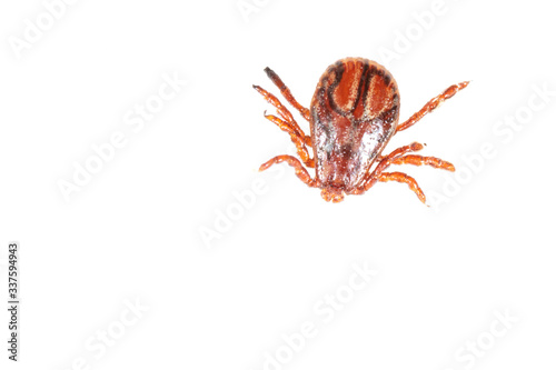 Tick isolated on a white background. Insect carrier of diseases.