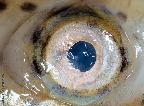 Eye of trout fish as an abstract background.