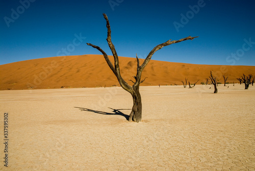 dead tree in the desert