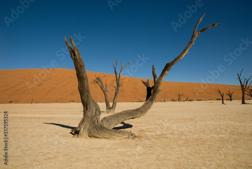 tree in dry desert namibia