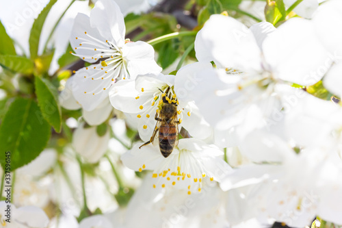eine Honigbiene sammelt an weiße Kirschblüten Honig