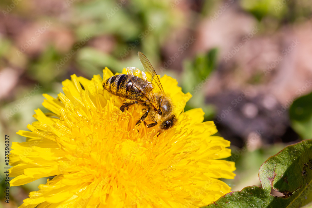 eine Honigbiene sammelt an einer Blume (Löwenzahn) Honig