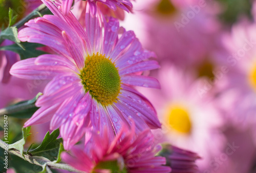 pink chrysanthemum in the garden in droplets of rain water