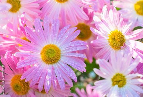 pink chrysanthemum in the garden in droplets of rain water