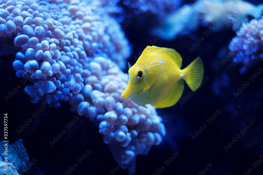 Yellow tang, saltwater fish (Zebrasoma flavescens) Yellow tang, saltwater fish (Zebrasoma flavescens)