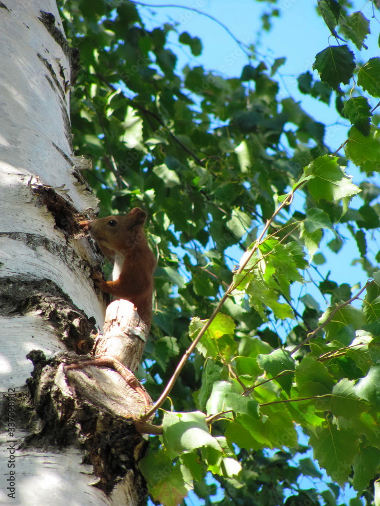 Squirrel on a birch tree near its hollow