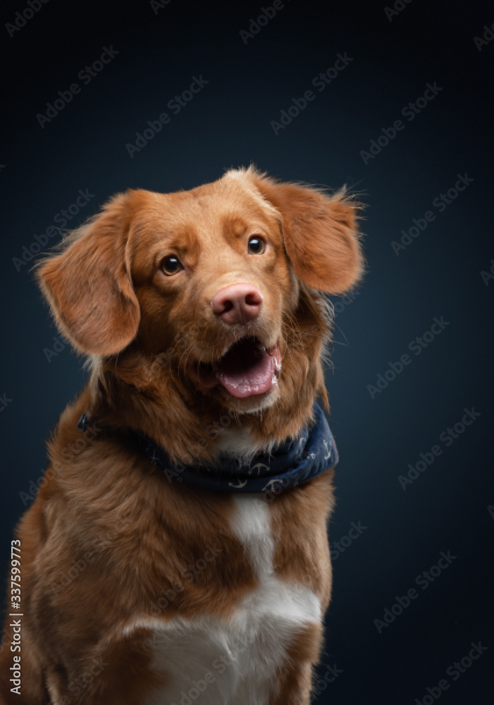 portrait of a dog on a dark background. Nova Scotia Retriever in the studio. Pet on black. 