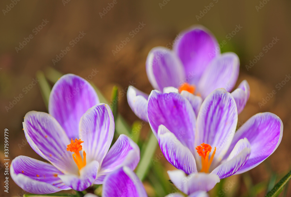 Close-up of a purple Crocus flowers isolated. Close-up of a purple Crocus flowers isolated.