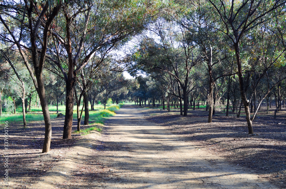 path in the park