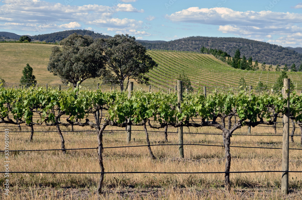 A vineyard at Mudgee in Australia A vineyard at Mudgee in Australia