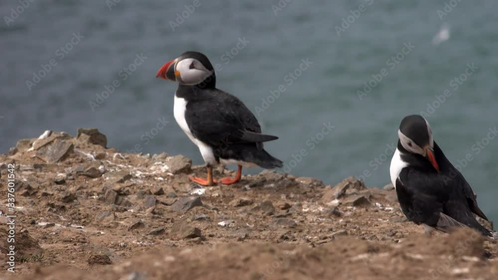 Puffins on a cliff cute and funny animals sea birds on cliffs UK 4K Puffins on a cliff cute and funny animals sea birds on cliffs UK 4K