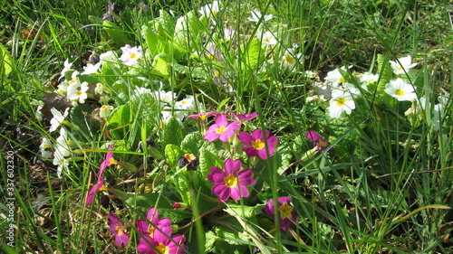 Primevères dans un jardin