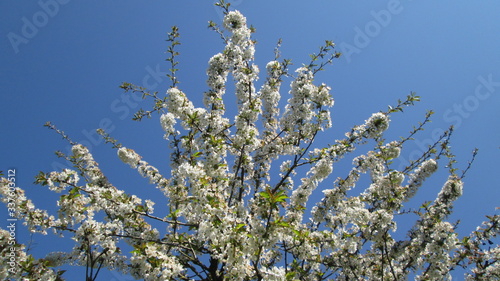 Fleurs de cerisier sur fond de ciel bleu