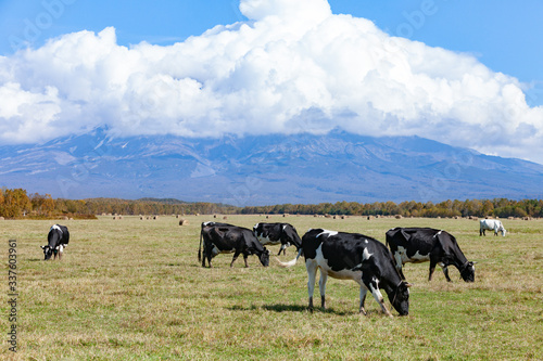 Fototapeta Naklejka Na Ścianę i Meble -  Cows graze in an autumn meadow before milking Russia
