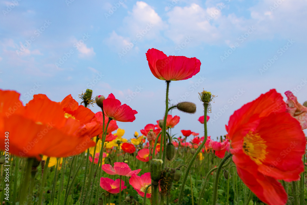 Obraz premium red poppy flowers