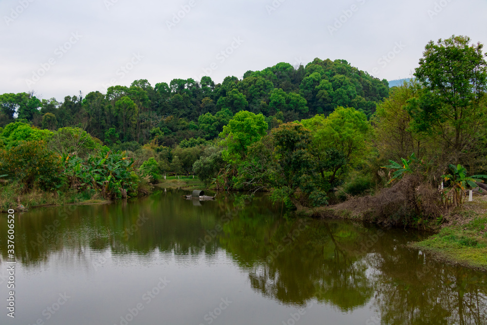 lake in the forest