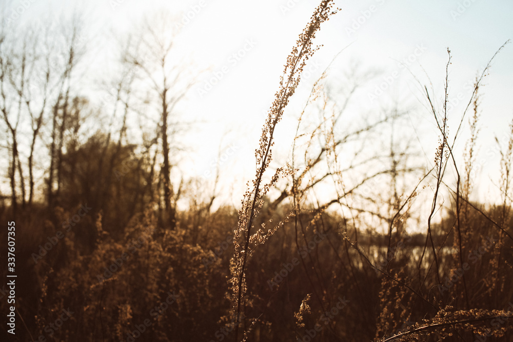 Field of dry wild spikes backlit with warm setting sun Field of dry wild spikes backlit with warm setting sun