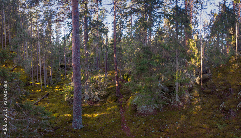 Obraz premium Northern Forest